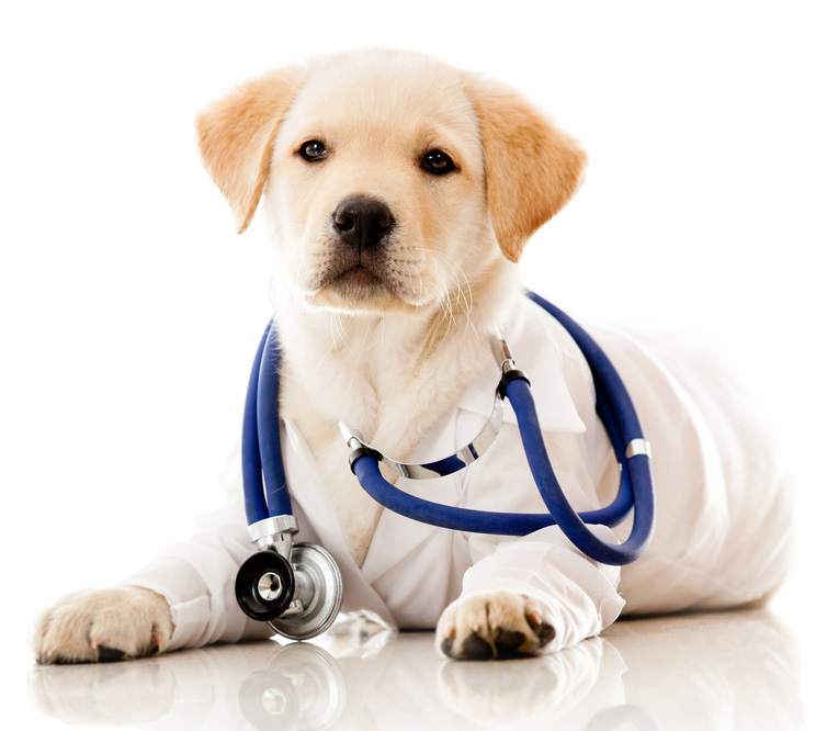 Hunde-Gesundheits-VIP-Club
