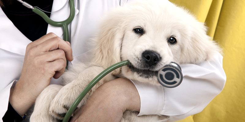 Hunde-Gesundheits-VIP-Club