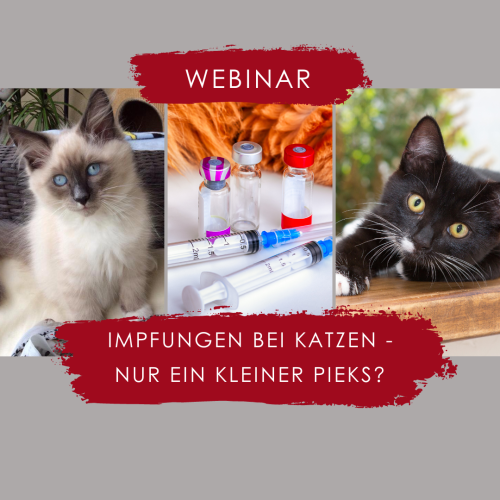 Impfungen bei Katzen ein Pieks