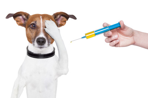 Impfungen beim Hund