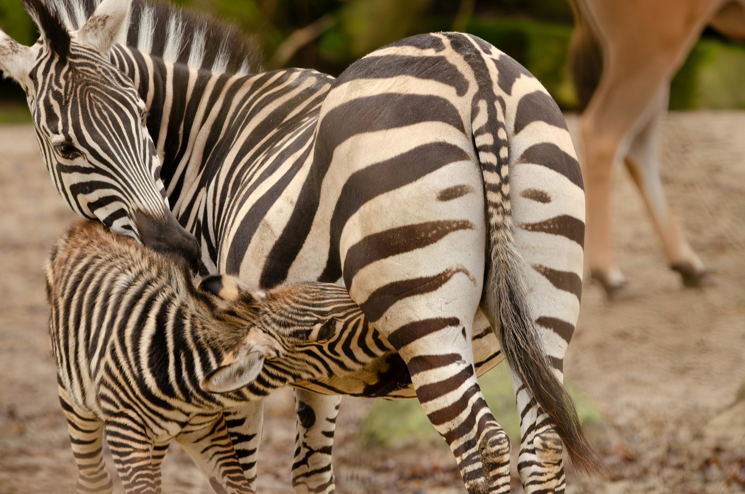 Kostenloses Stock Foto zu african wildlife, afrika, afrikanisch